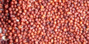 Ragi Seeds