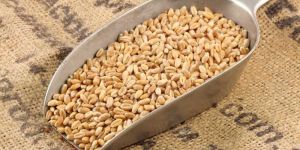 Whole Wheat Seeds