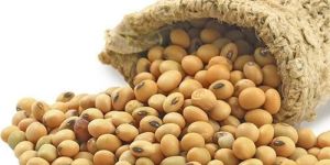 Dried Soybean Seeds