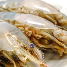 Bio Product Specific for Aquaculture Tiger Shrimp Meal
