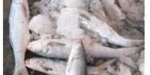 Fresh Indian Salmon Fish