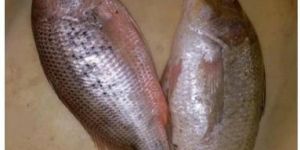 Fresh Red Snapper Fish