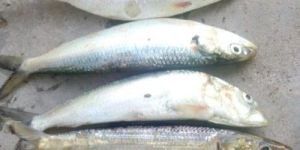 Fresh Sardines Fish