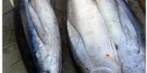 Fresh Tuna Fish