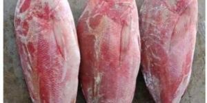 Frozen Red Snapper Fish