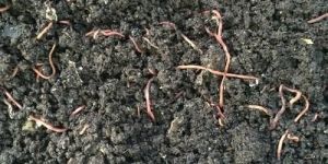 Organic Vermicompost Fertilizer