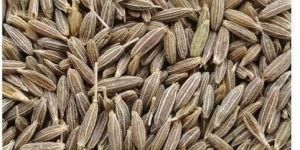 Natural Cumin Seeds