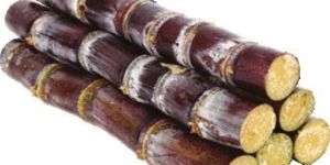 Fresh Sugarcane