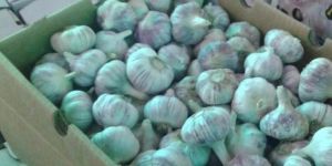 Fresh Garlic