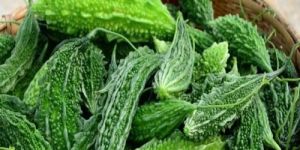 Fresh Bitter Gourd