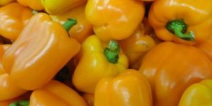 Fresh Yellow Capsicum
