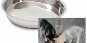 Puppy Dish Stainless Steel