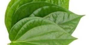 Fresh Betel Leaf