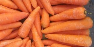 Fresh Carrot