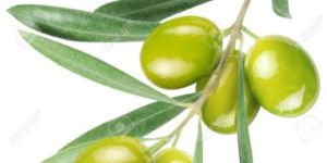 Fresh Olive