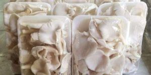 Fresh Oyster Mushroom