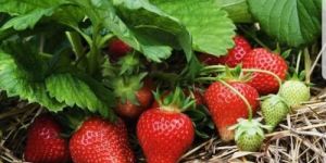 Camarosa Strawberry Plant