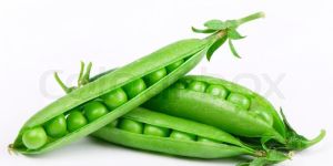 Fresh Green Peas