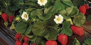 Strawberry Mother Plant