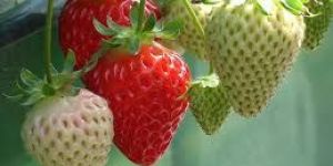 Winterizing Strawberry Plants