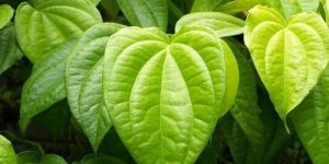 Fresh Betel Leaves