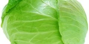 Fresh Organic Cabbage