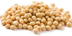 Organic Soybean Seeds
