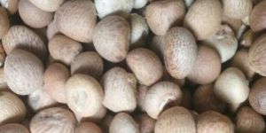 Betel Nuts
