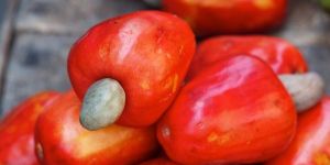 Organic Anacardium Occidentale