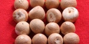 Raw Areca Nuts