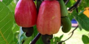 Raw Cashew Fruit