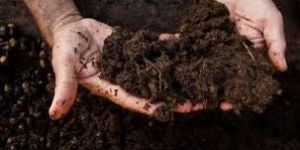 Compost Based Organic Fertilizer