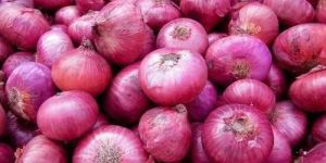 Medium Red Onion