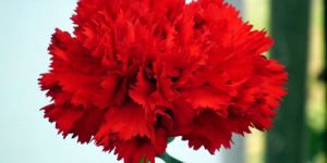 Fresh Carnation Flowers