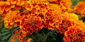 Fresh Marigold Flower