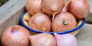 Shallot Onion