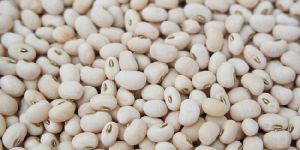 Cow Peas