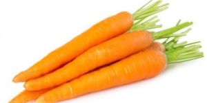 Fresh Carrot