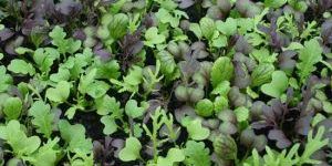 Fresh Oriental Leaves