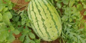 Fresh Watermelons