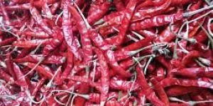 Teja Red Chilli