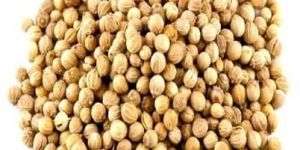 High Quality Coriander Seeds