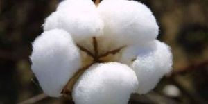 Raw Cotton
