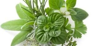 Ayurvedic Herbs