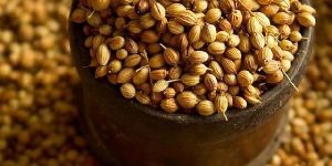 Coriander Kalmi Seeds