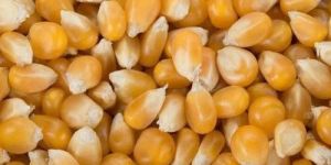 Fresh Maize Seeds