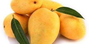Fresh Mango