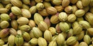Green Coriander Seeds
