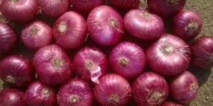 Indian Fresh Red Onion