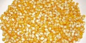 Indian Yellow Maize